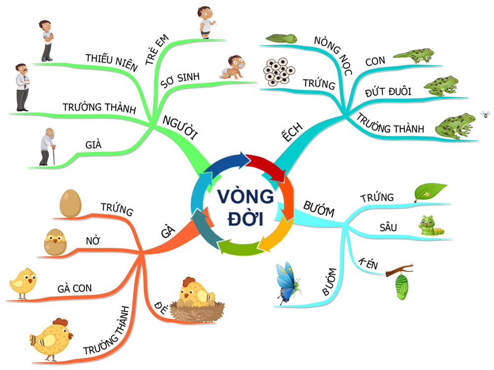 Sơ đồ tư duy được ứng dụng phổ biến trong đa dạng chủ đề, trở thành một phương pháp hiệu quả trong giáo dục và làm việc